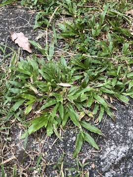 Image of broadleaf carpetgrass