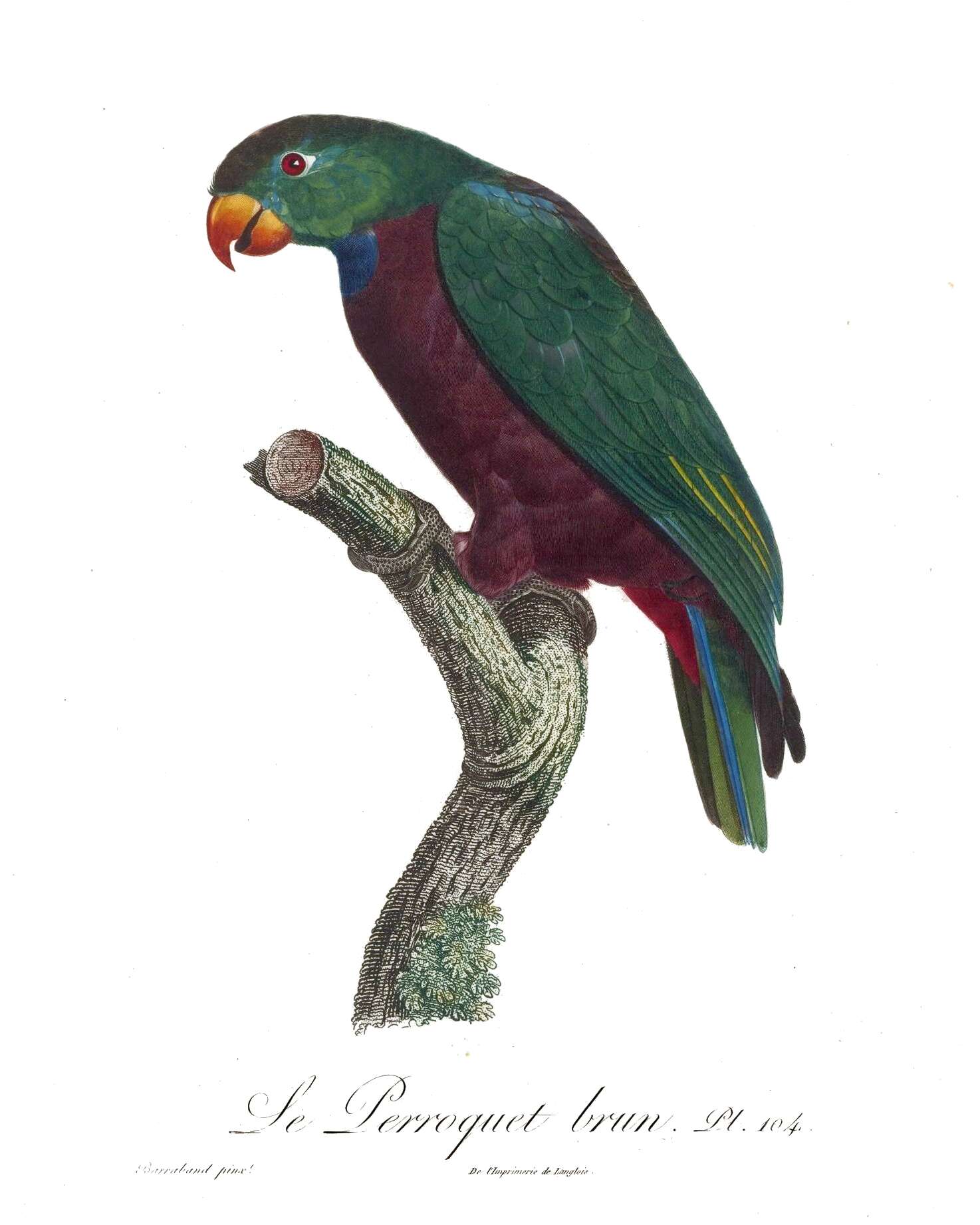 Image of Red-billed Parrot