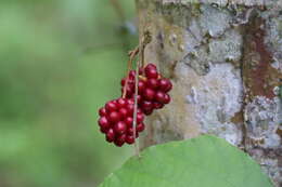 Image of Tetrastigma formosanum (Hemsl.) Gagnep.