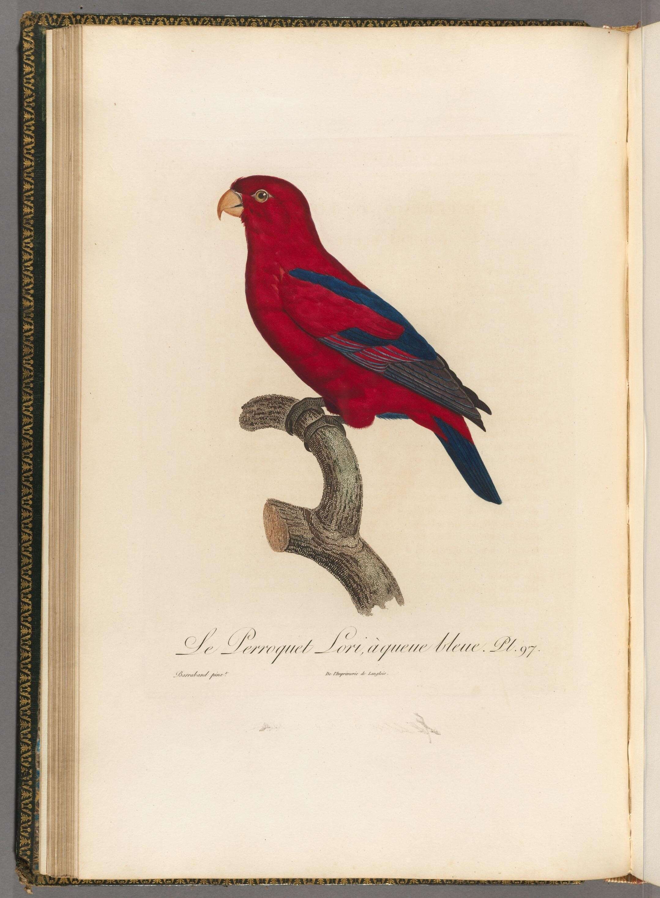 Image of Red Lory