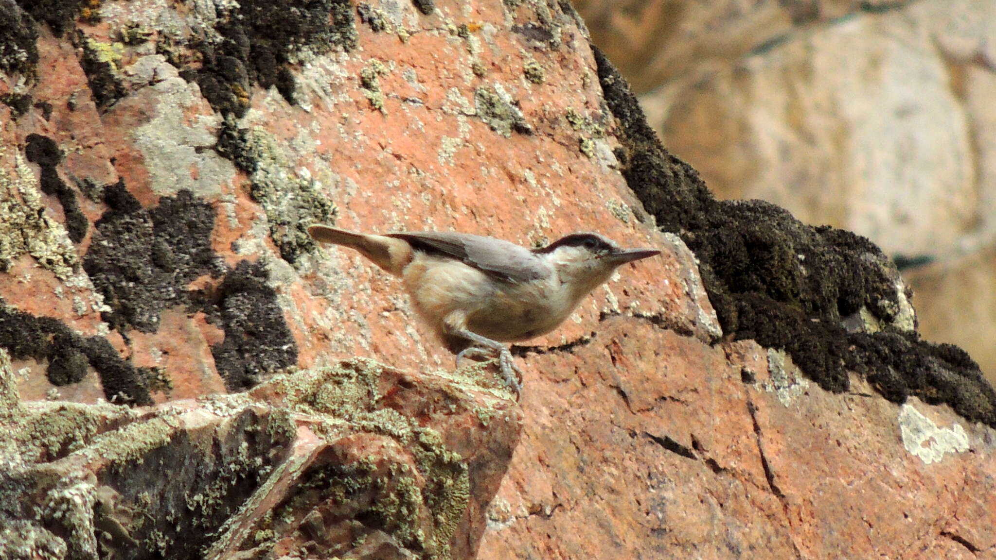 Image de Sittelle des rochers