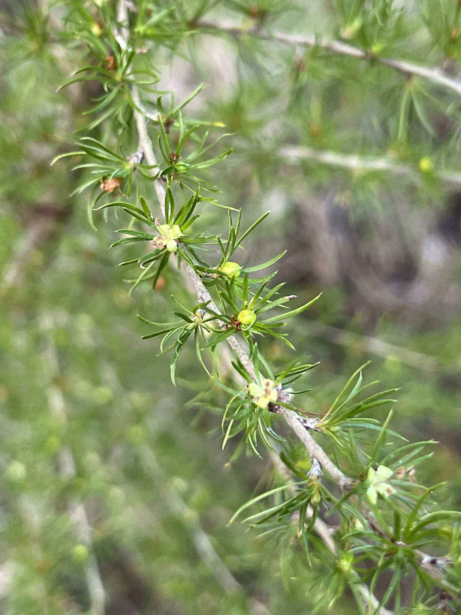 Image of Cliffortia paucistaminea Weim.