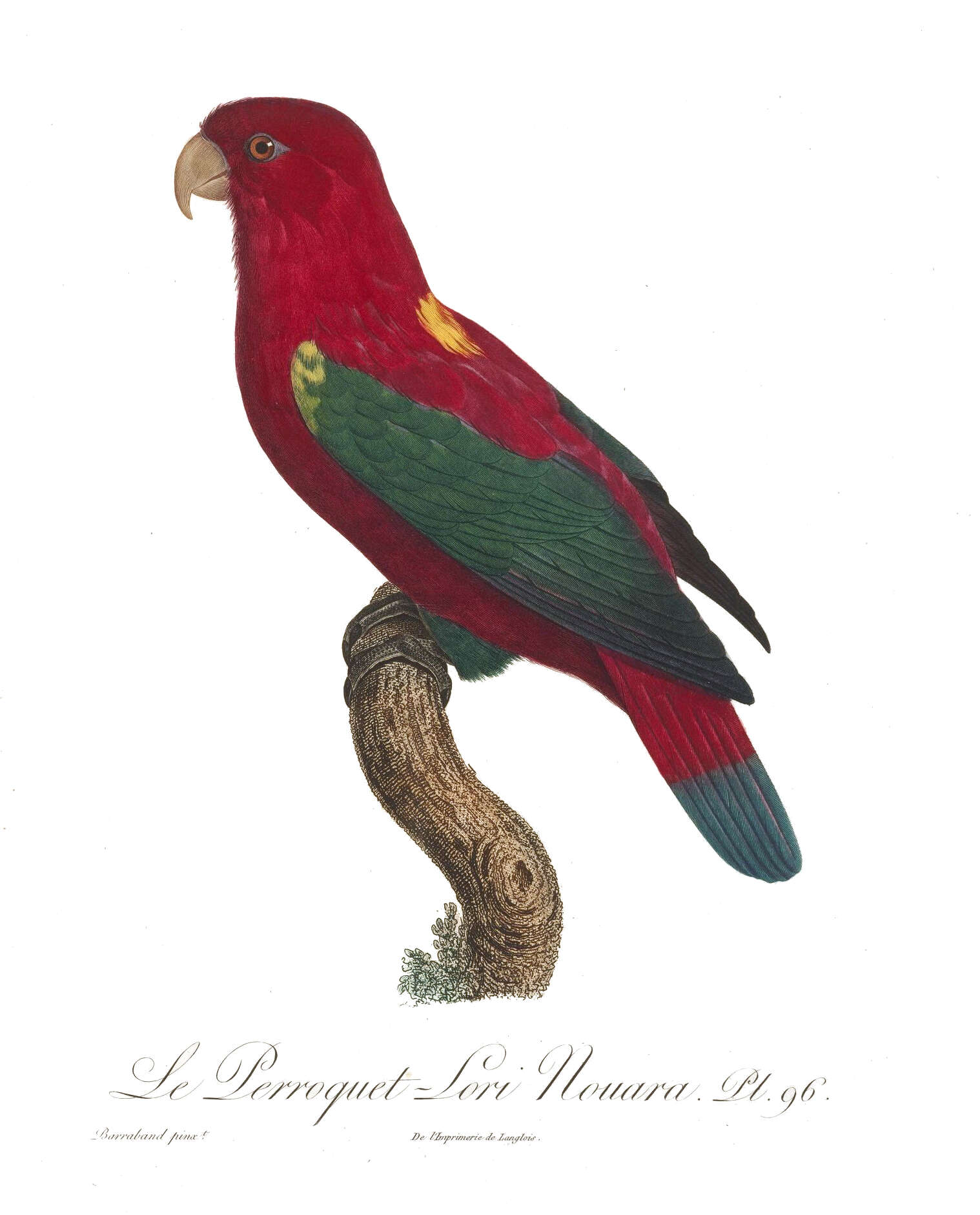 Plancia ëd Lorius garrulus (Linnaeus 1758)