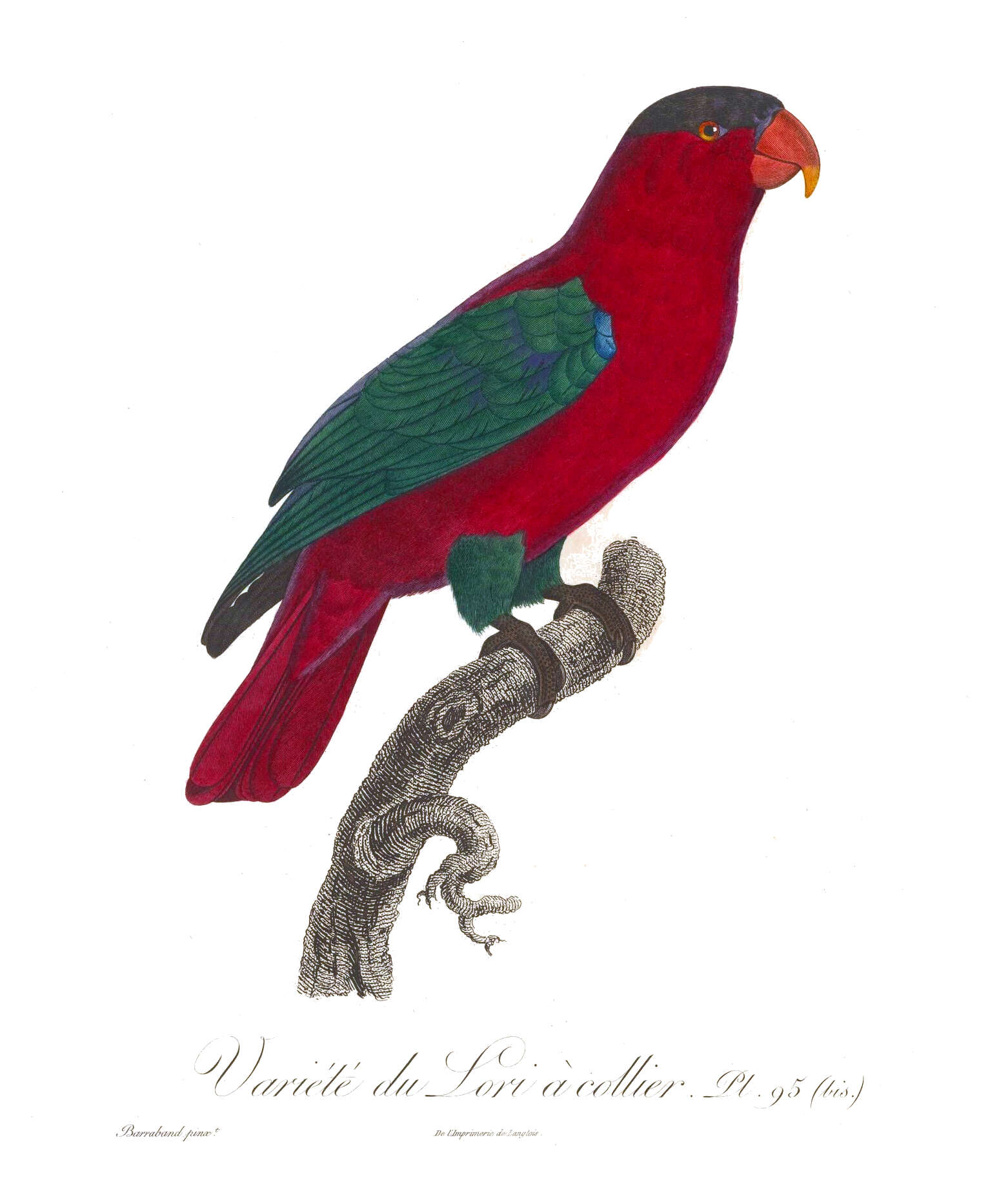 Image of Purple-capped Lory