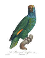 Image of Blue-cheeked Amazon