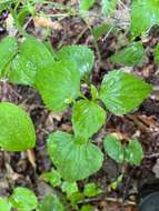 Image of Viola tripartita var. glaberrima (Ging. ex Chapm.) R. M. Harper