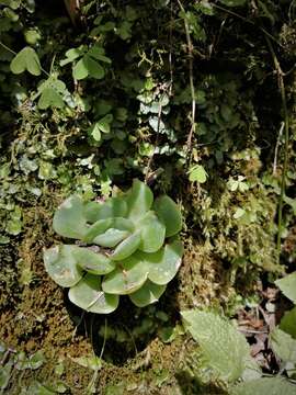 Image of Echeveria elegans Rose