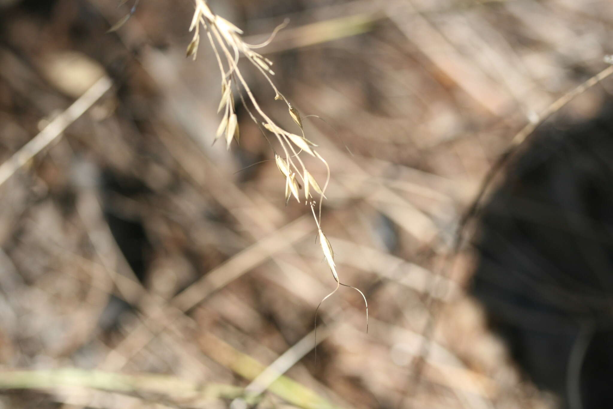 Image of Eriachne pauciflora W. Fitzg.