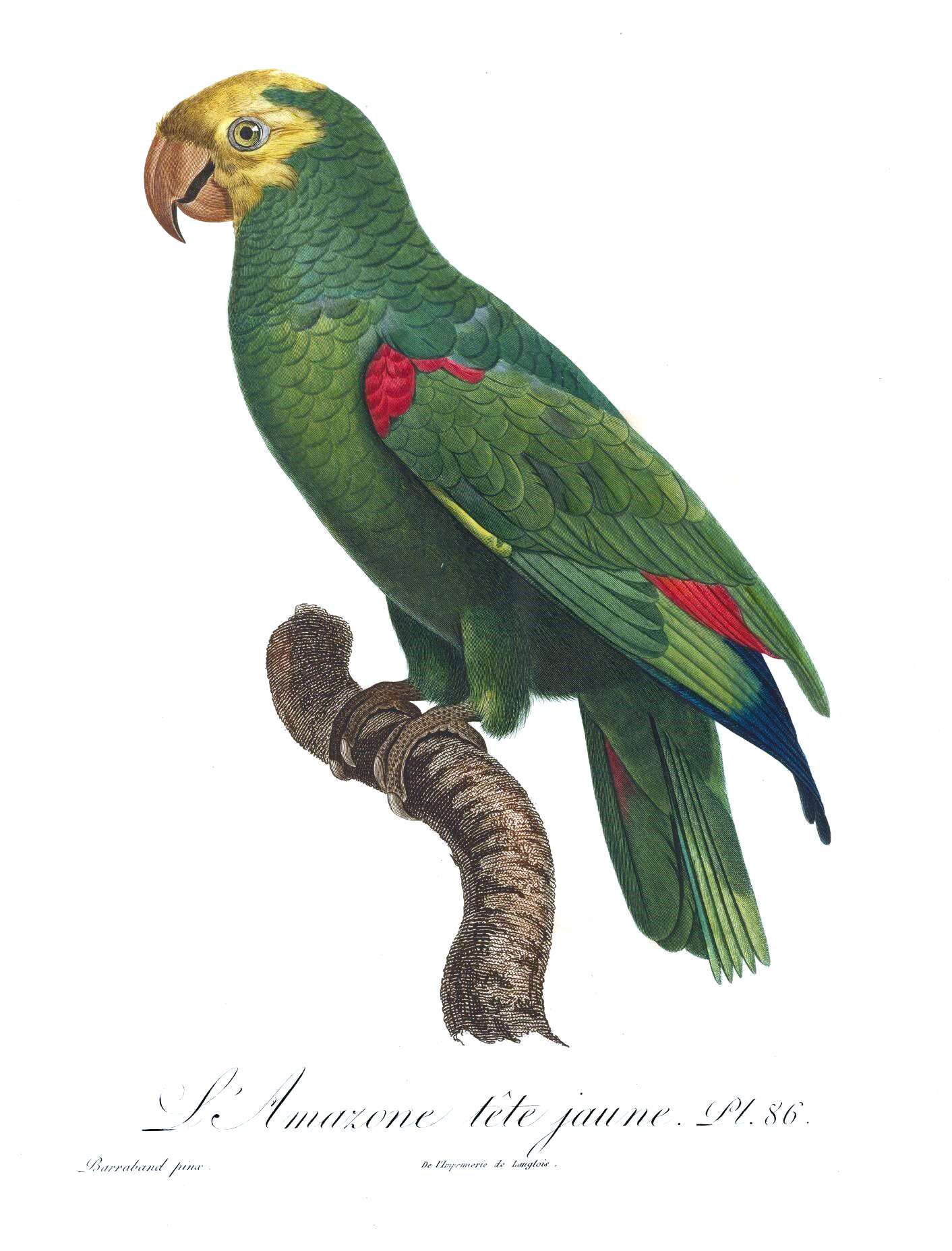 Image of Yellow-crowned Parrot, Yellow-crowned Amazon