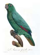 Image of Yellow-crowned Parrot, Yellow-crowned Amazon