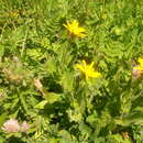 Image of hawkweed