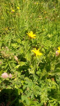 Слика од Hieracium prenanthoides L.