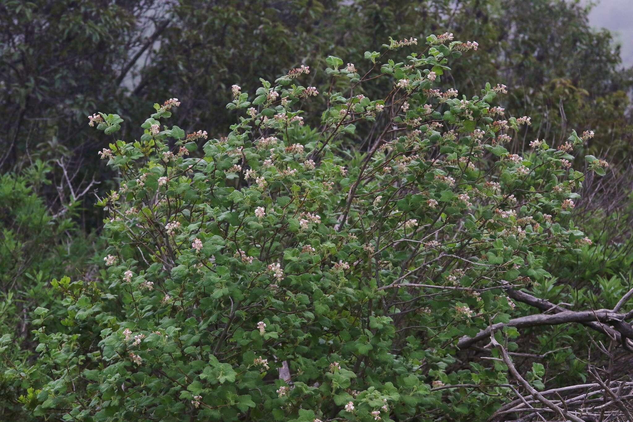 Plancia ëd Ribes malvaceum Sm.