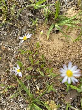 Astranthium ciliatum (Rafin.) G. L. Nesom resmi