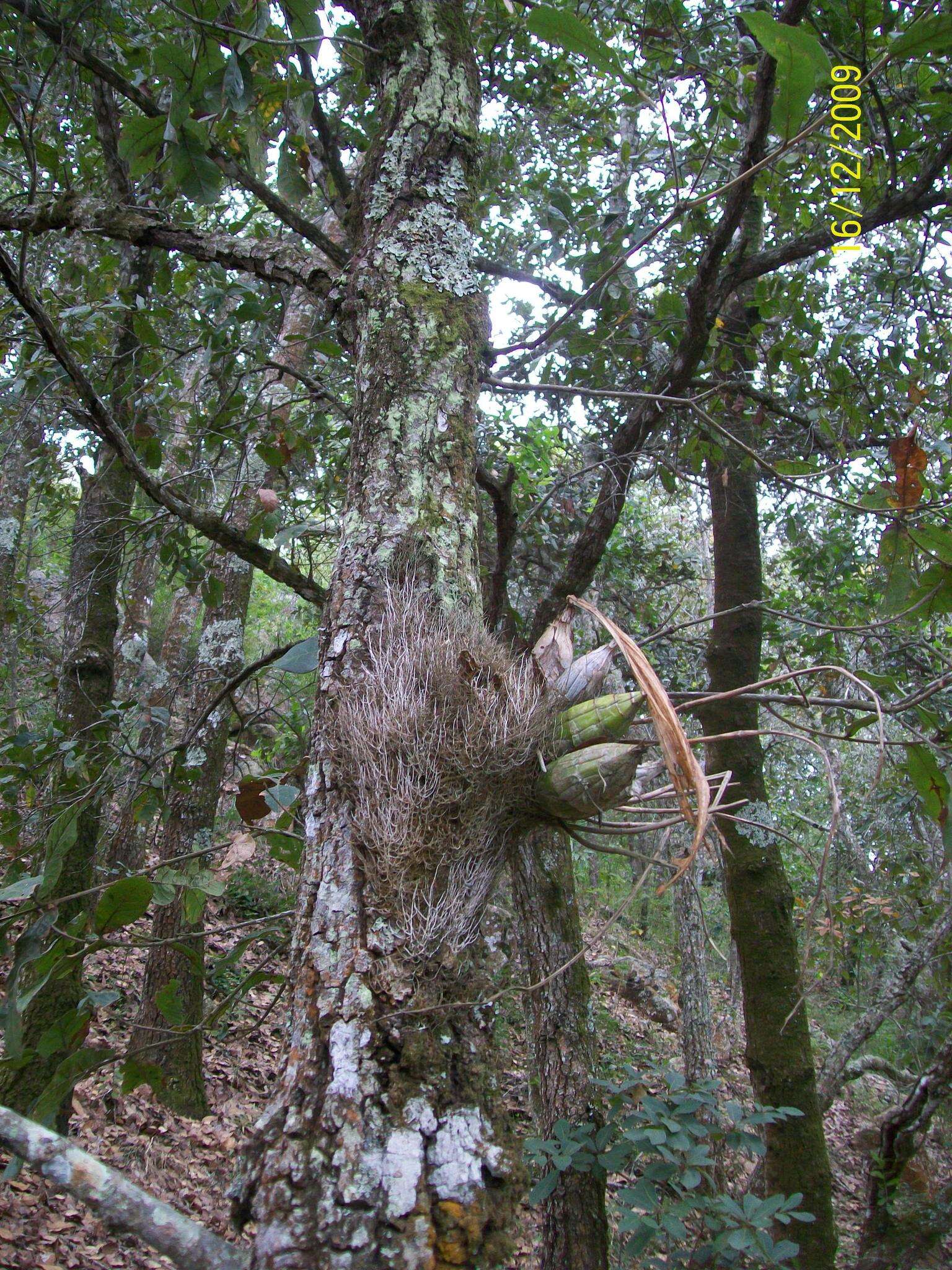 Image of Clowesia dodsoniana E. Aguirre