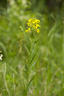 Image of smelly wallflower