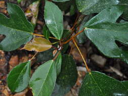 Ficus grossularioides Burm. fil.的圖片
