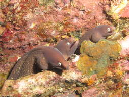 Image of Greyface moray