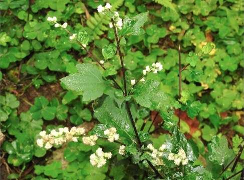 Image of Artemisia lactiflora Wall. ex DC.