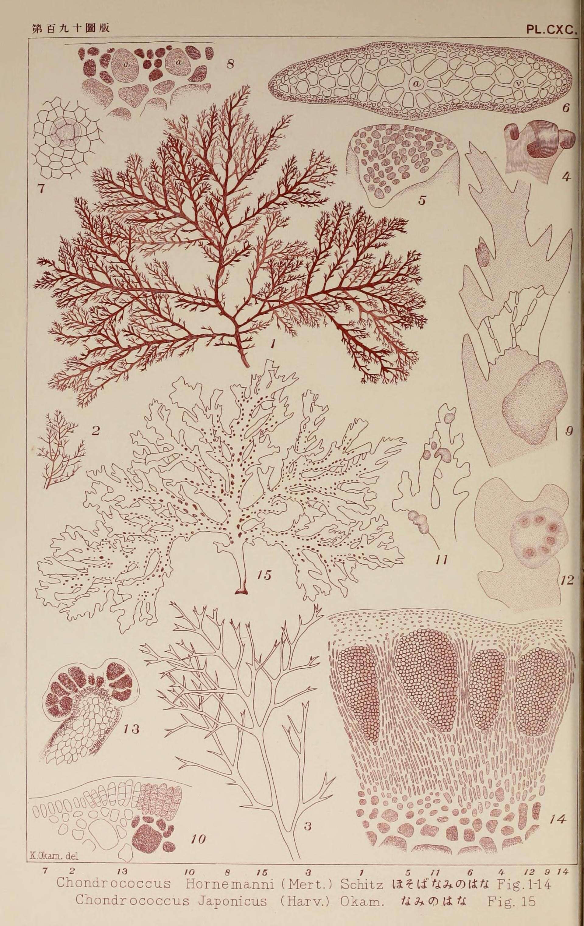 Image de Rhizophyllidaceae