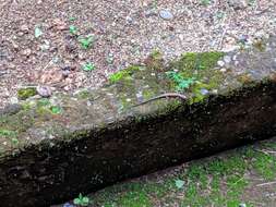 Image of Pacific Blue-Tail Skink