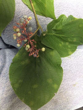 Image of roundleaf dogwood