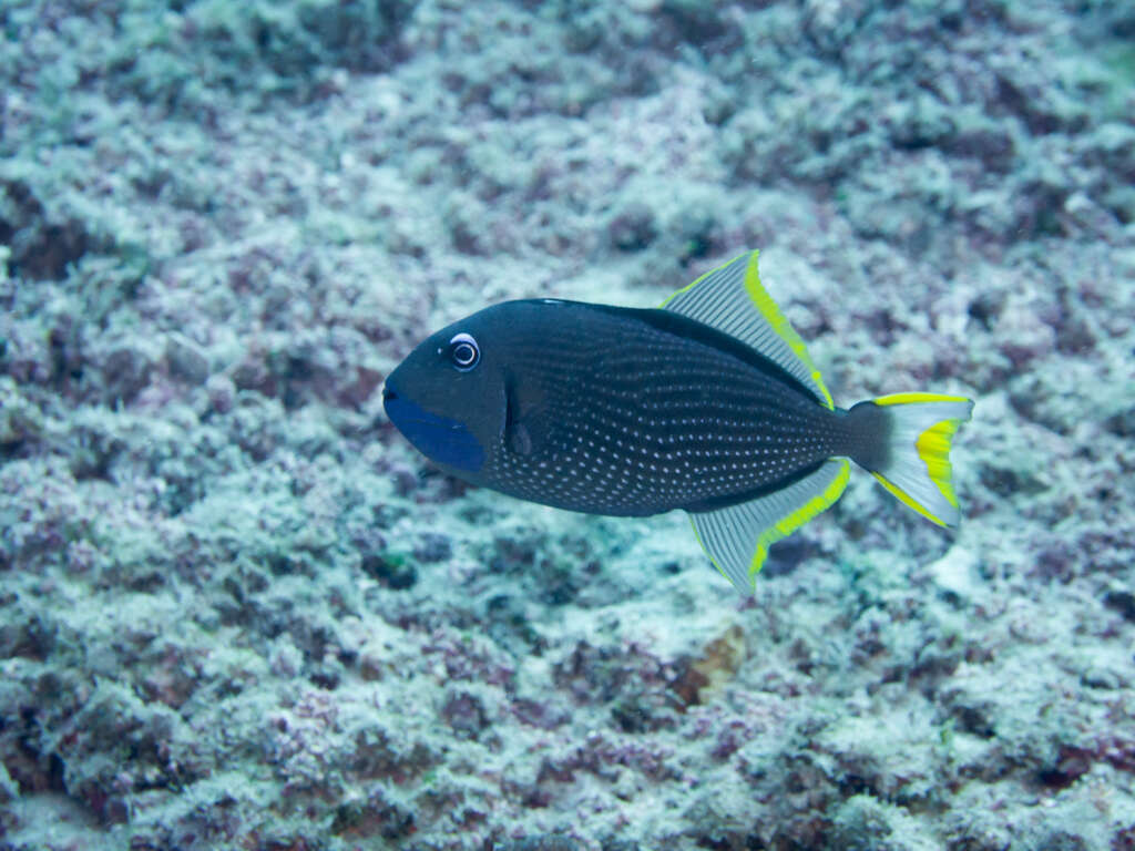 Image of Gilded triggerfish