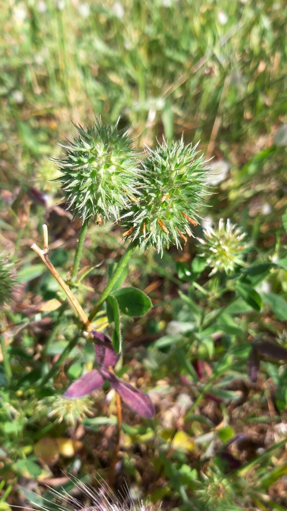 Image of Trifolium squarrosum L.