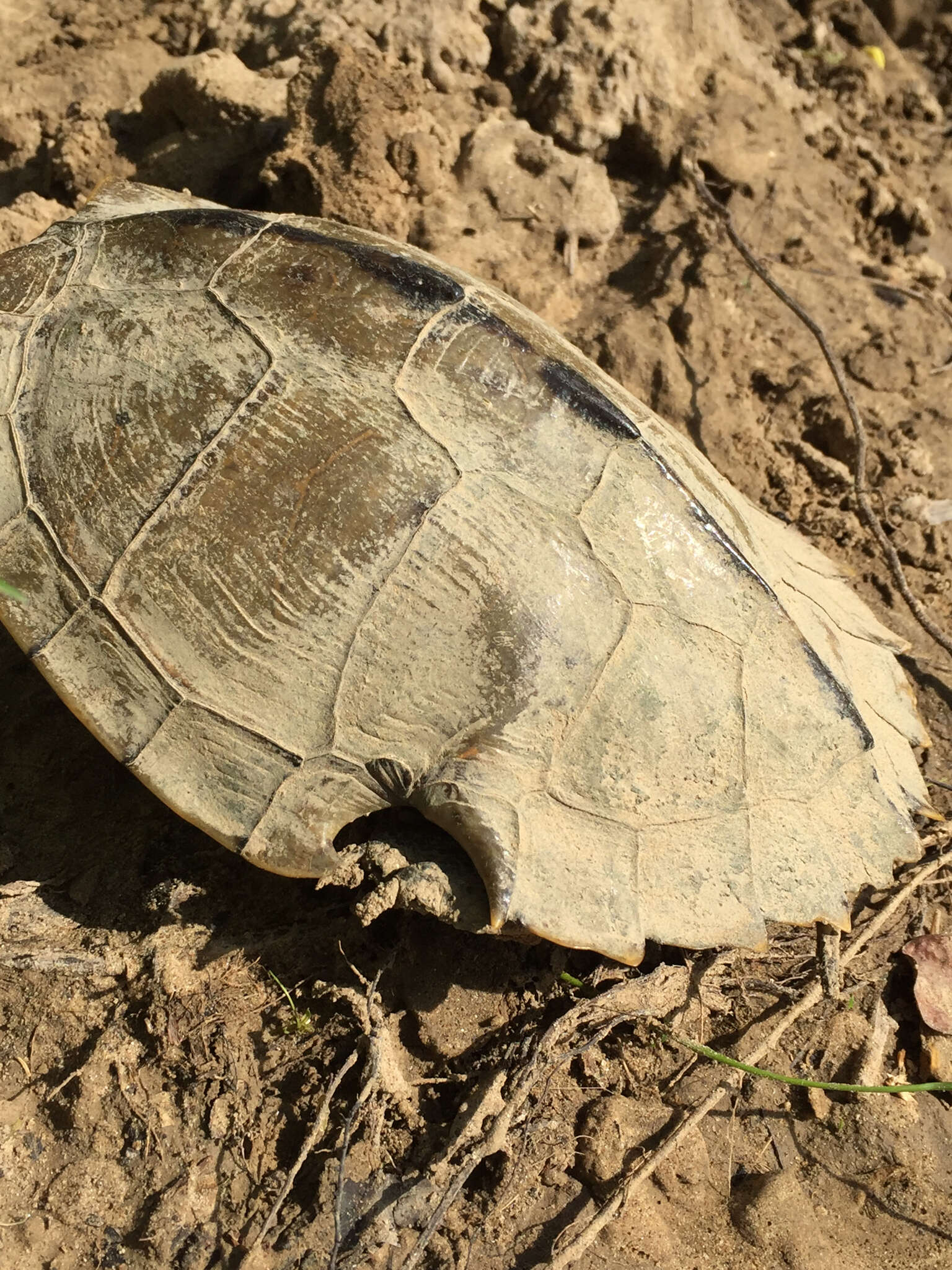 Слика од Graptemys pseudogeographica kohnii (Baur 1890)