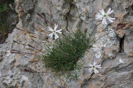 Image of Silene saxifraga L.