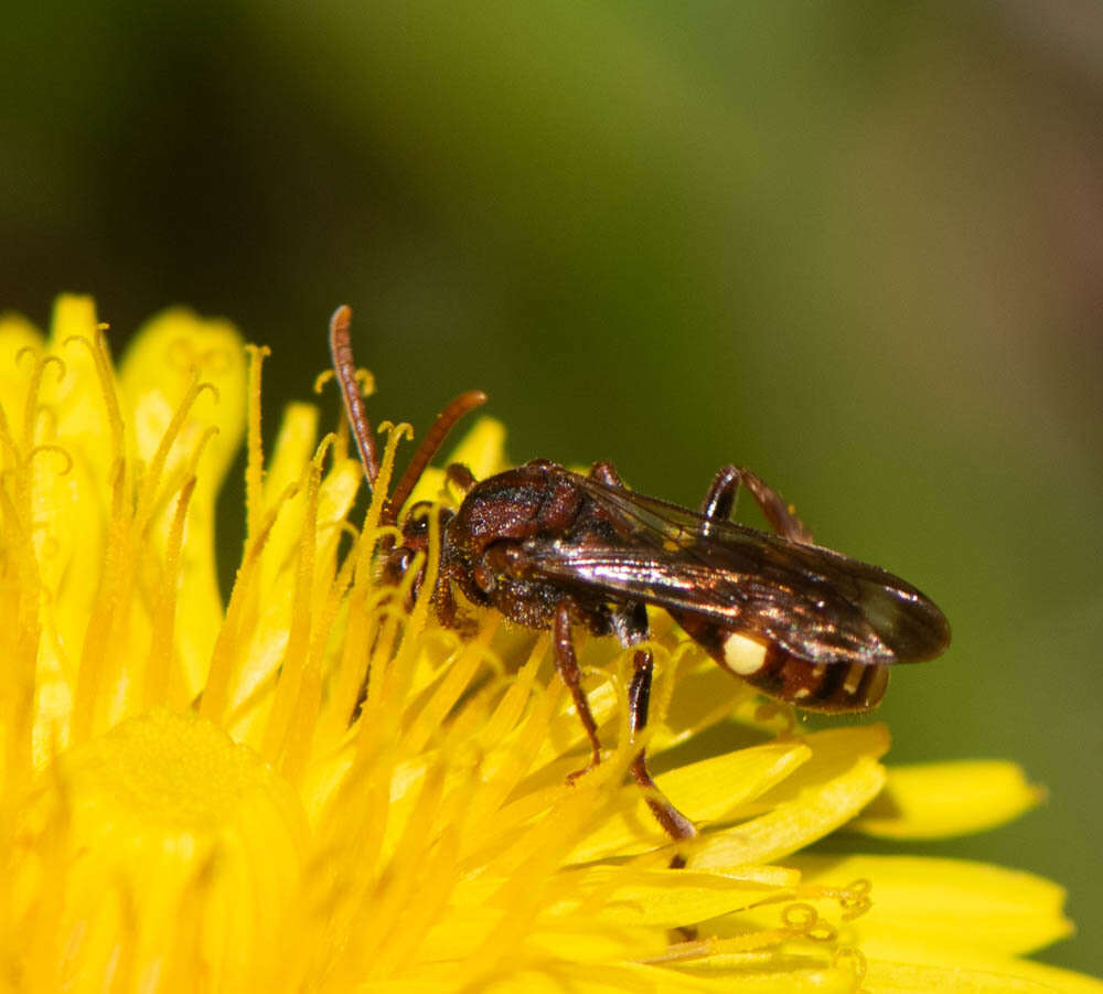 Image of Nomada gracilis Cresson 1863