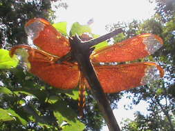 Image of Black Stream Glider