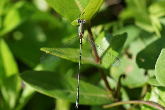 Imagem de Lestes elatus Hagen ex Selys 1862