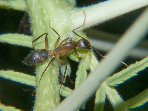 Image of Camponotus sexpunctatus Forel 1894