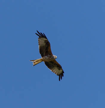 Image of Red Kite