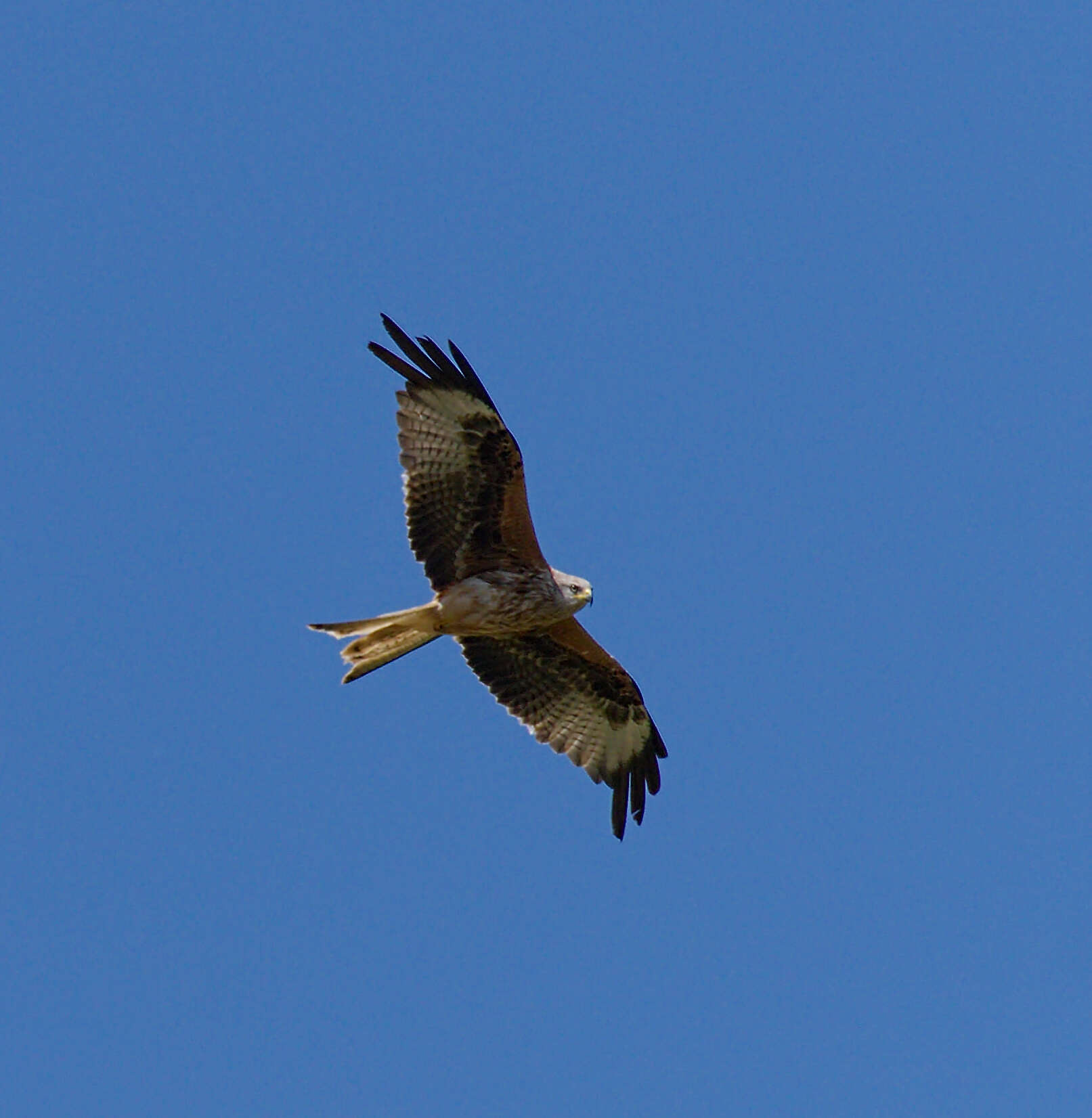 Image of Red Kite