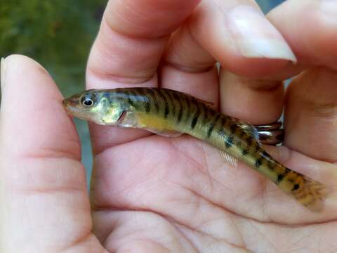 Image of Logperch