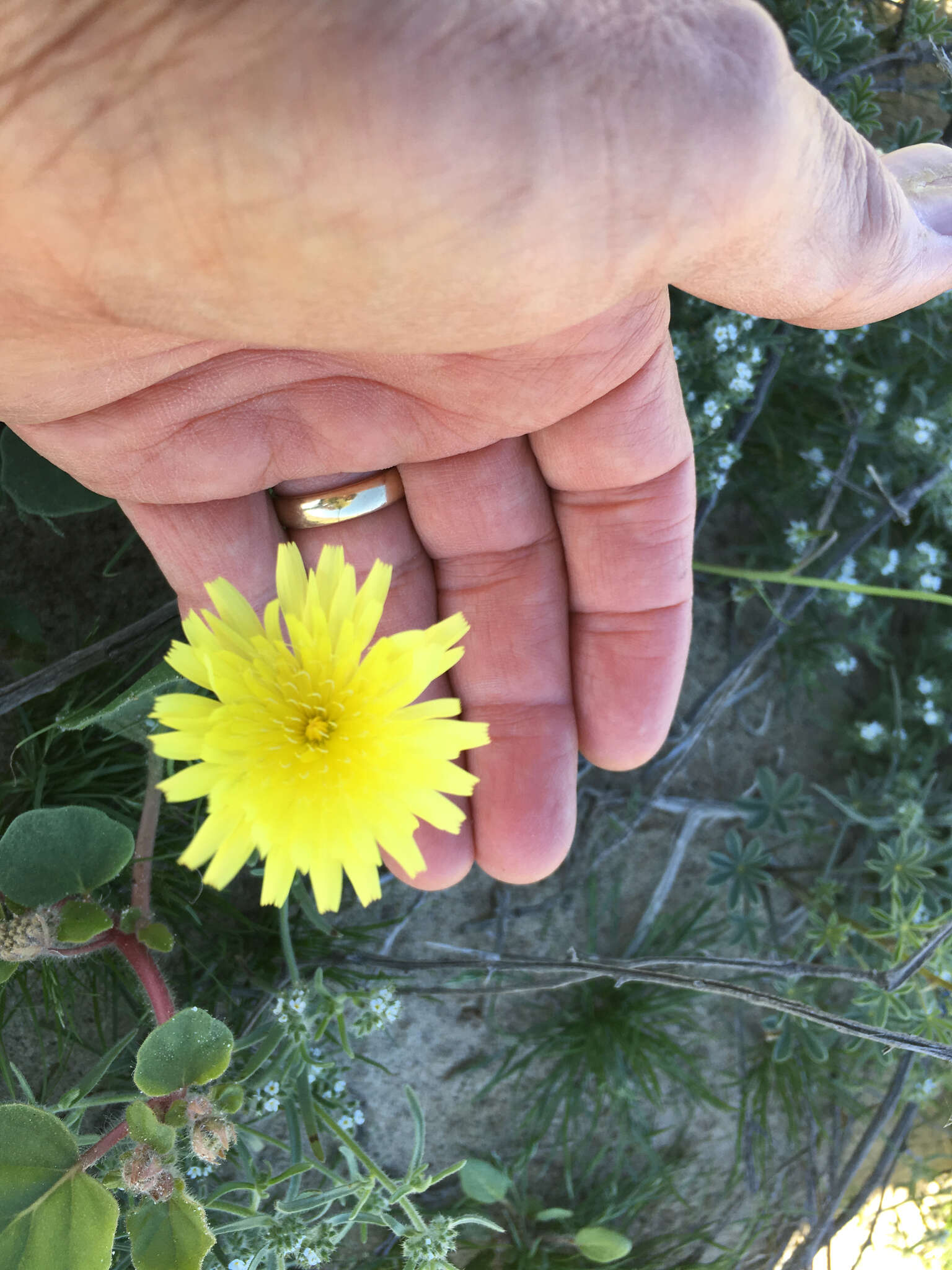 Image of smooth desertdandelion