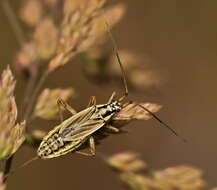 Leptopterna dolabrata (Linnaeus 1758)的圖片