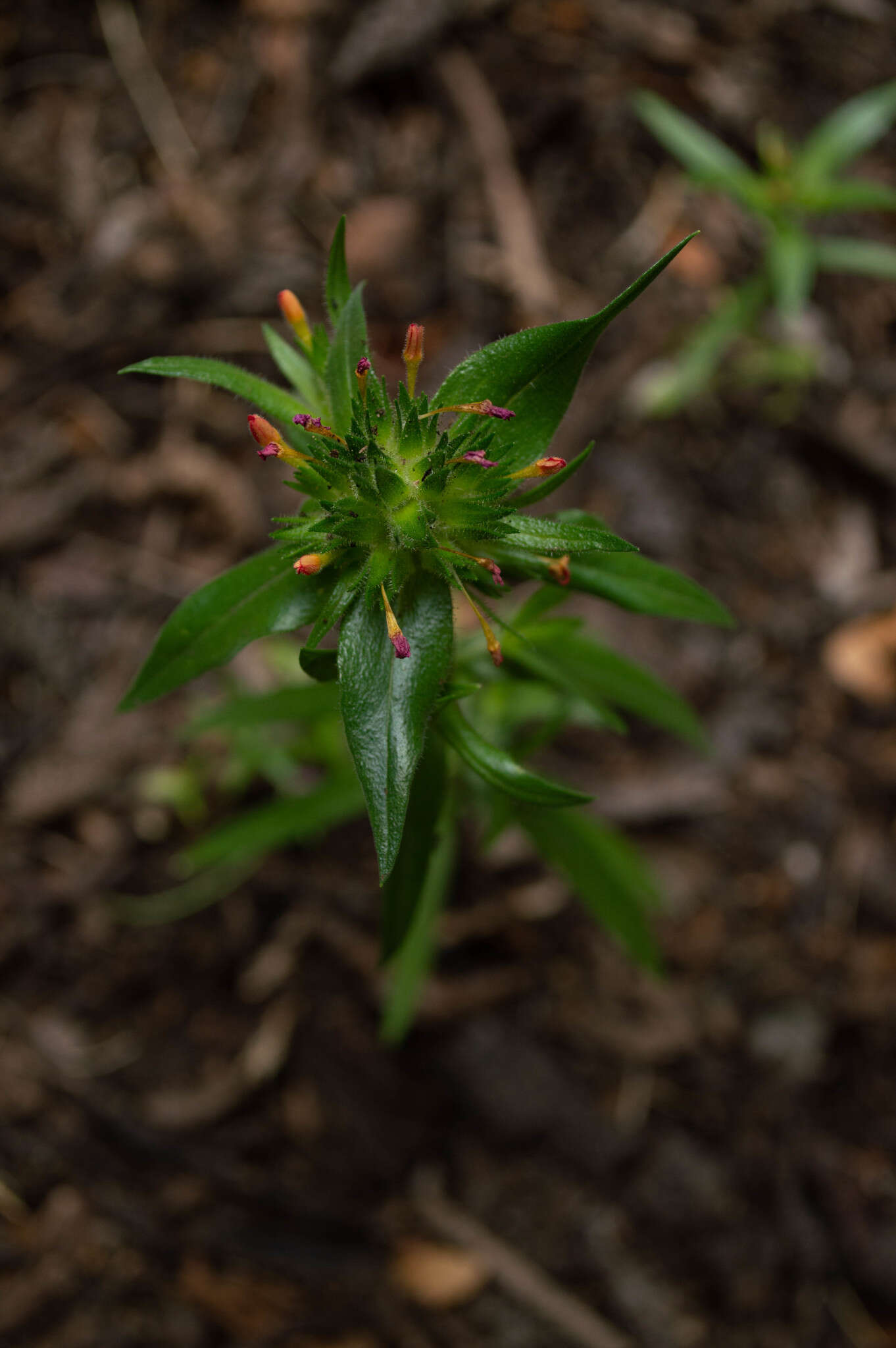 صورة Collomia biflora (Ruiz & Pav.) A. Brand