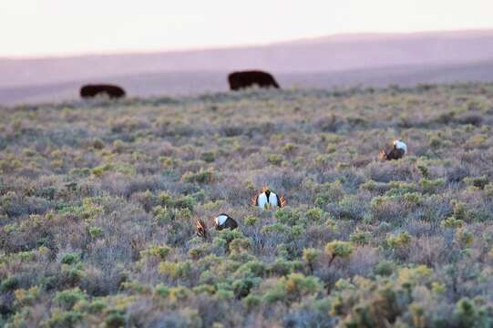 Image of Gunnison sage-grouse; greater sage-grouse