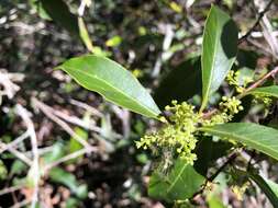 Image of Denhamia celastroides (F. Müll.) L. W. Jessup