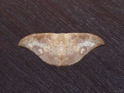 Image of Strepsigonia quadripunctata Walker 1862
