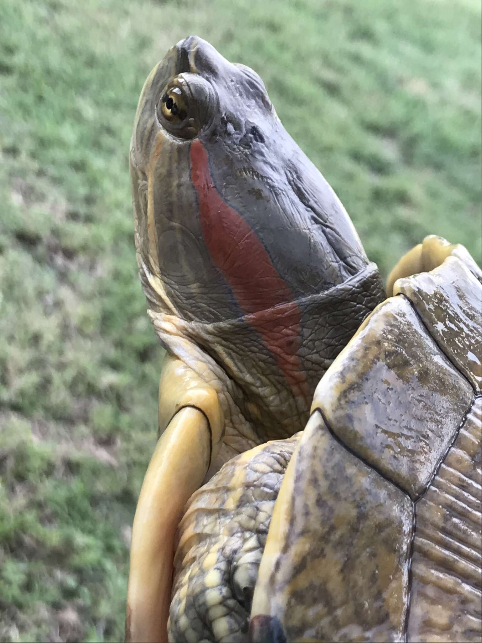 Image of Cuban slider