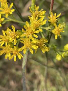 Слика од Solidago rigida subsp. glabrata (Braun) S. B. Heard & J. C. Semple