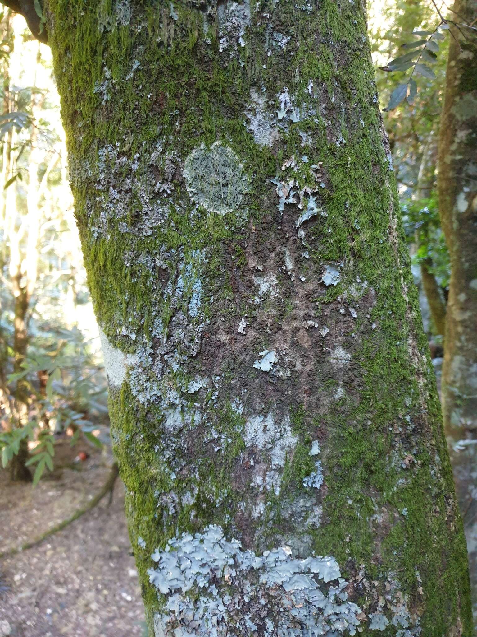 Image of Eucryphia moorei F. Müll.