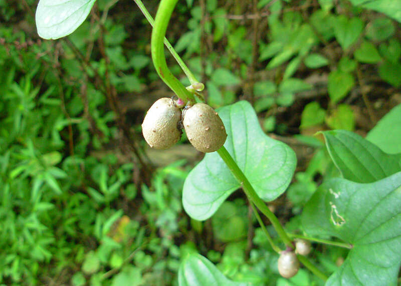 Image of Chinese yam