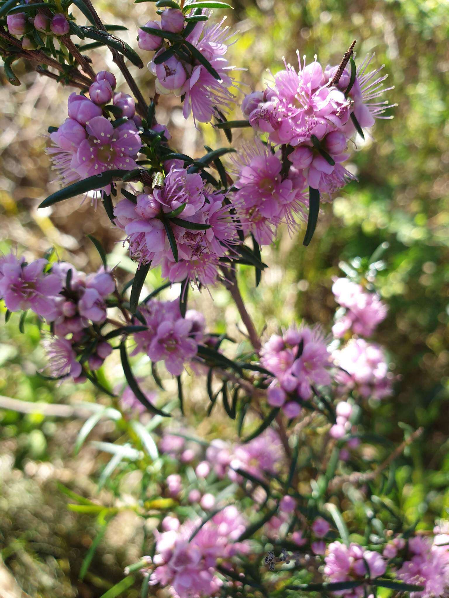 Sivun Hypocalymma robustum (Endl.) Lindl. kuva