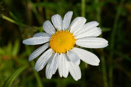 Imagem de Leucanthemella linearis (Matsum.) Tzvel.