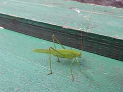 Image of sickle-bearing bush-cricket